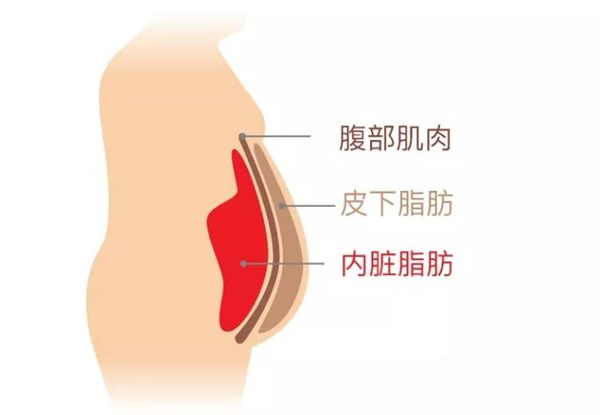 leyu.樂魚體育為您講解:內臟脂肪要怎么減